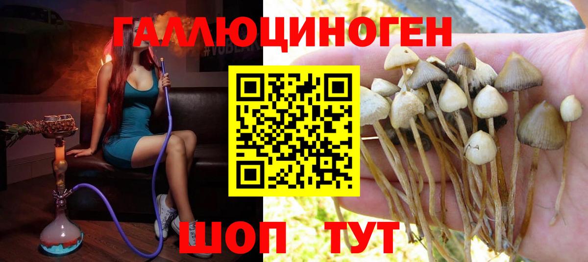 Псилоцибиновые грибы Psilocybe  сколько стоит  Вход с VPN  Кемерово  Галлюциногенные грибы мицелий 
